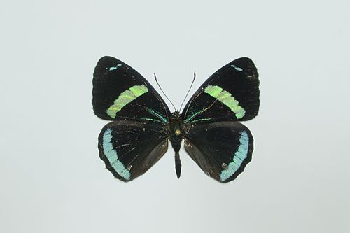 Diaethria clymena